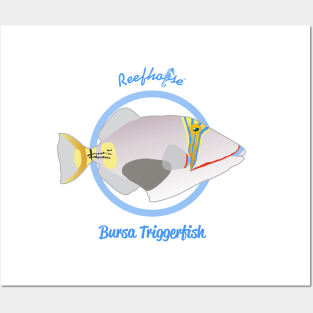 Bursa Triggerfish Posters and Art